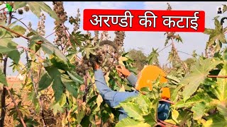 अरण्डी की कटाई | Castor farming | अरण्डी की खेती | castor crop for profit 2022.