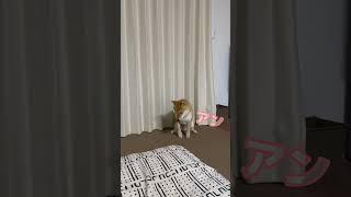 赤毛の『アン』2回口パクでやりすごそうとするが最後はちゃんと言ってくれる柴犬　#柴犬とん