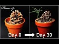 How to grow a pine tree with pine cone｜Growing pine tree｜How to grow #39 Pine cone｜Eng Sub
