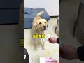 i really don t know what this dog is doing with money tiktok animal i llustrated book