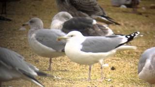 Caspian Gull adult Neepsend 18 12 12