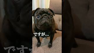 気分でお座りをする黒パグが可愛すぎる♡www【今日のハレちゃん】