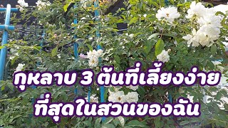 กุหลาบ 3 ต้นที่ปลูกง่ายฝากเทวดาเลี้ยงได้ และต้นทารากอน ดอกสีสวย#garden #rose