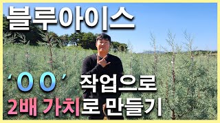 블루아이스 '이것'만 잘하면 활착률 99.9% 상승!! 2배의 가치로 만들기!