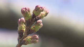 金沢のサクラ開花はいつ？ “お花見”の規制も緩和 金沢城公園は「全面解禁」も