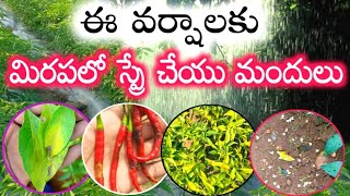 వర్షాలకు మిరపలో తప్పకుండ స్ప్రే చేయాల్సిన మందులు | Adama Custodia | Bayer Nativo | plantomycin | upl