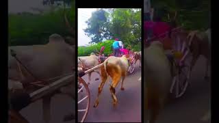 #hubli #horse #rec #bulls #cow