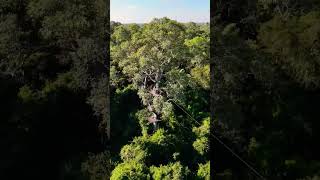 Fly Through Cambodia’s Jungle: The Ultimate Zipline Experience!