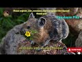 himalayan pika the tiny mountain survivor of the high himalayas