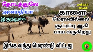 15 மாடுகள் கட்டித்தரையில் இருக்கு,4 மாடுகள் விற்பனைக்கு இருக்கு,செவலை பசு,மயிலைக்காளை இப்போ இருக்கு