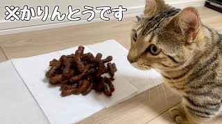 かりんとうをう○ちだと勘違いして、フリーズする猫！