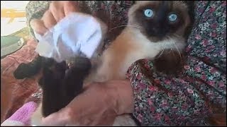 足のお掃除 シャム猫にゃりー。my siamese cat was swept by my mom.