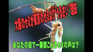 大阪のセミが東京のセミより“うるさい”理由　あなたの街で一番聞こえるセミの声は?