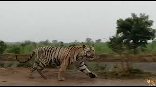 tiger in A,mallavaram visuals