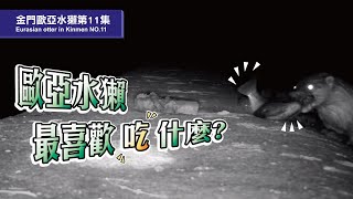 《金門水獺第11集 Eurasian otter in Kinmen NO.11》歐亞水獺有話說！就算要落跑，我也要帶著我的魚!!