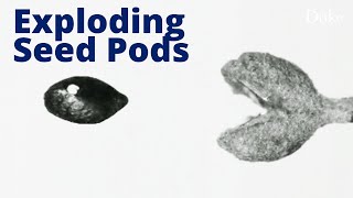 Slow-Motion Exploding Seed Pods