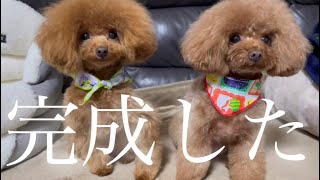 ついに完成！双子カットで高確率で見間違えるトイプードル親子🐩