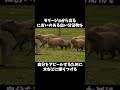 【そうだったんだ！】カピバラの秘密＃２ 雑学 動物 豆知識 自由研究 animals capybara