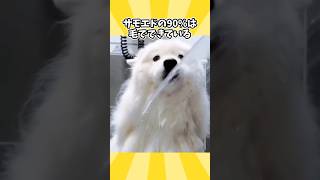 サモエドさんの動画見て笑ったら寝ろwwwwww