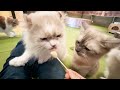 【猫カフェ ごはんタイムや猫アイスに夢中♪ 】猫カフェモカmocha秋葉原店 cat cafe iphone14pro 4k