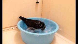 カラスの行水 Crow bathing