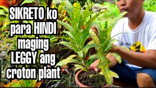 Ano ang dapat gawin para hindi maging leggy ang croton o san francisco plant |Croton plant care