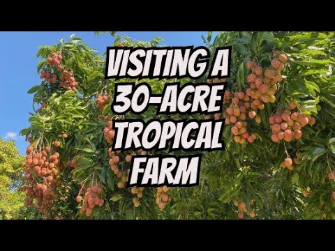 Does Florida have tree farms?