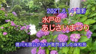 2021.6.14 撮影, 水戸のあじさいまつり 保和苑 4K