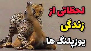 لحظاتی از زندگی یوزپلنگ ها|حیوانات|مستندحیات وحش|mostanad hayat vahsh| رازبقا