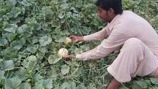 Musk Melon Farming In Punjab Pakistan|Hybrid Kharbooza|Pakistan Mein Kharboozy Ki Khashat Ka Tarika