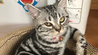 【保護猫】自分でおしっこもウンチも出せない猫