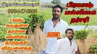 மல்லிகை நாற்றுகள்/ malligai poo /Jasmine plant / இராமேஸ்வரம் / தங்கச்சிமடம் /Rameshwaram /9994474388