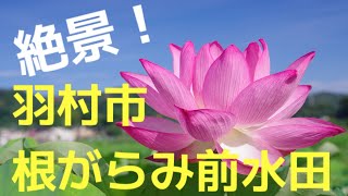 羽村市の根がらみ前水田に行ってきた！