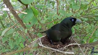 Racket-tailed treepie bird Feed the baby in the nest well (13)