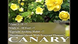 Canary Bird - Father Hugo Rose - Rosa xanthina spontanea  FLOWER SEEDS on  www.MySeeds.Co