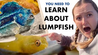 Finding Wild Lumpfish Rockpooling (Marine Biologist Fish Facts!)