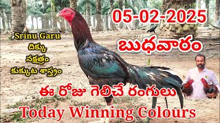 05 February 2025 Today Winning Colours#kukkutasastram  @SrinuGariFarms   @SrinuGaruSGF