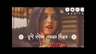 তুই হইলা সোনার পিঞ্জর ময়না পাখি আর   tui hoila sonar pinjor   Bain Duar Di No Aiso toi   #lofi