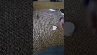 Pogs (Short)