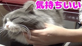 撫でると猫が喜ぶ身体の場所を教えます！これで野良猫も懐く！