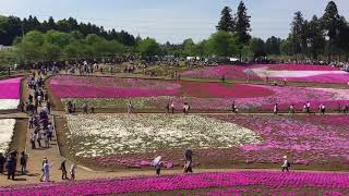 2018.4.22 秩父 羊山公園 芝桜の丘 見頃を迎えた芝桜