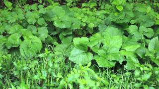 【ふる里動画】　雨降りの植物たち