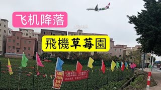 这辆飞机马上就要降落到广州白云国际机场了，由南往北降落。人和镇明星村附近,飞机草莓园,边看飞机边摘草莓两不误哈哈