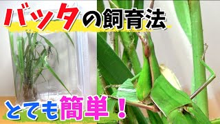 【とても簡単】色んなバッタを飼育する方法