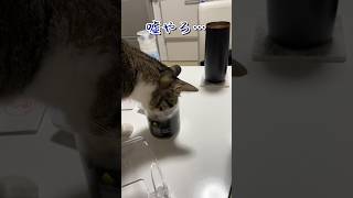 まさかこんな事になるとは!??爆笑珍事件①#保護猫 #猫 #cat #shorts #short