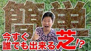 誰でも簡単に芝っぽい庭が作れます【庭師が解説】