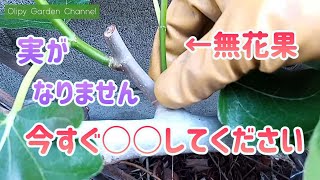 【いちじく育て方】いますぐ芽かきしてください！実がなりません！