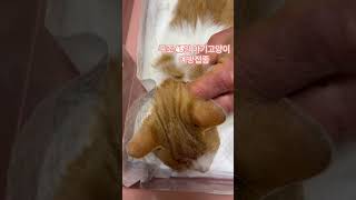 순둥순둥 길남이 #길고양이 #cat #제일동물병원 #종합예방접종2차 #심장사상충