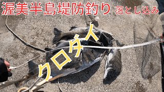 カニ餌好調堤防クロダイ釣り