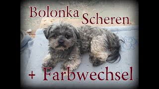 Bolonka Zwetna Pflege - Bolonka Farbwechsel - Bolonka Farbe - Bolonka Fellpflege - Bolonka Scheren